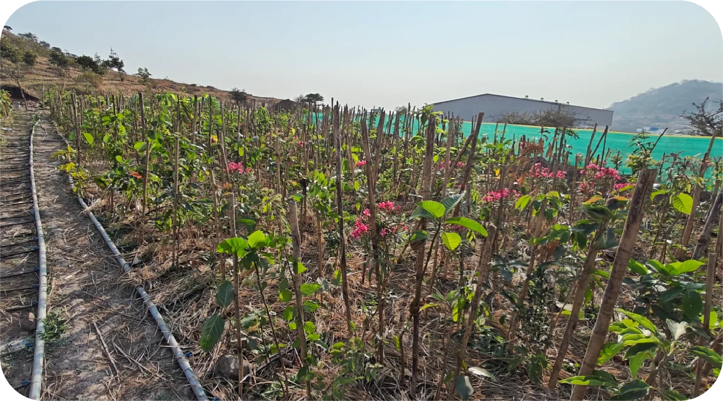 Structured Miyawaki plantation layout showing rows of young trees